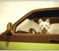 bronstein_dogs_cars_handpainted_book-6