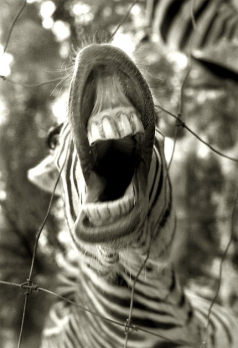 Marcie j Bronstein Zebra photo getty 2