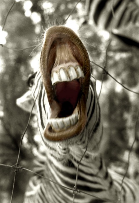 Marcie j Bronstein Zebra photo getty 3