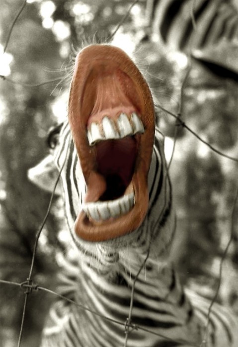 Marcie j Bronstein Zebra photo getty 4