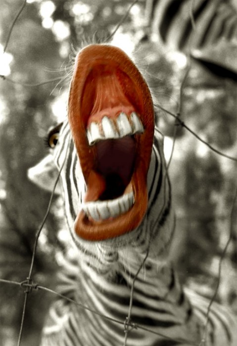 Marcie j Bronstein Zebra photo getty 6