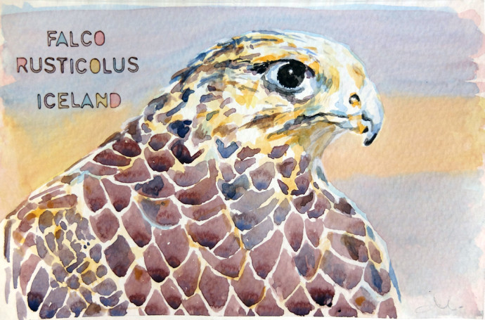 falco-rusticolus-m.j.bronstein-watercolor