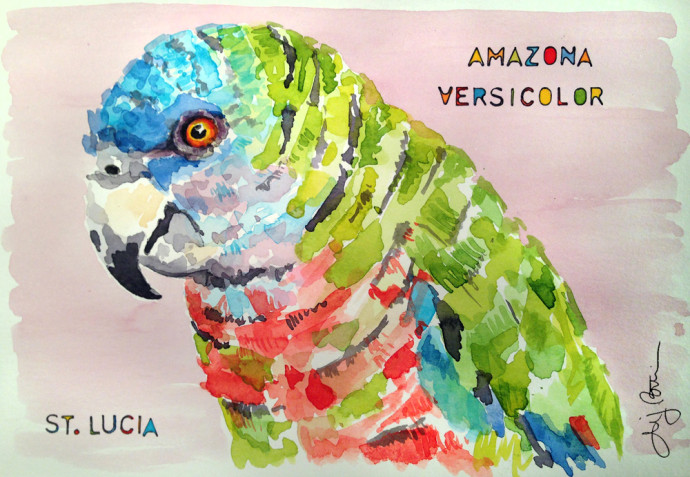 amazona_versicolor-st.lucia-bronstein-watercolor