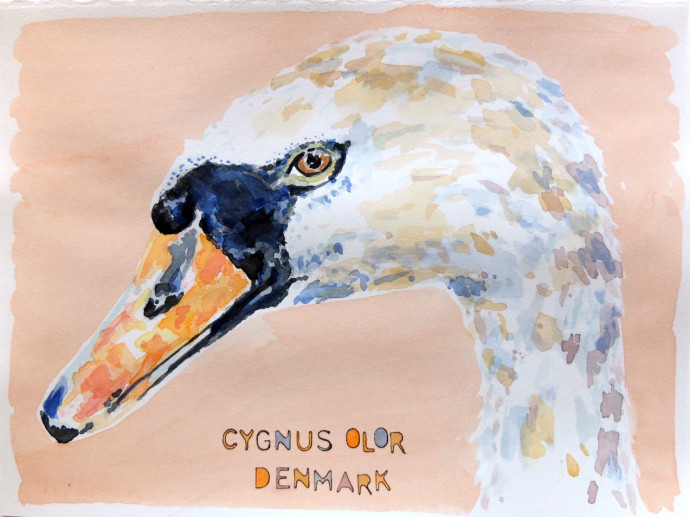 cygnus-olor-m. j. bronstein-watercolor