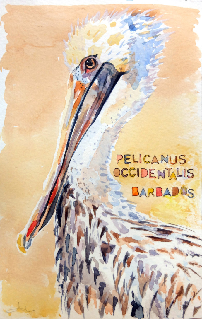 pelicanus-occidentalis-m.j.bronstein-watercolor