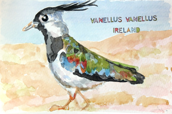 vanellus-vanellus-M.j.Bronstein-watercolor